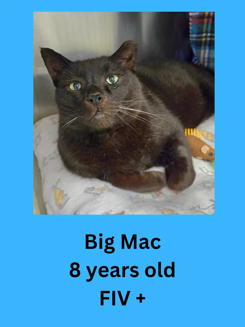 A senior large-sized male Black Domestic Short Hair cat named Big Mac for adoption in Ravenna, OH