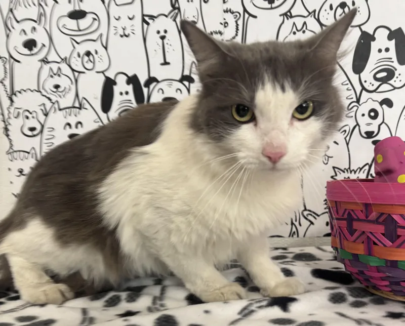 An adult large-sized male Domestic Medium Hair cat named Tigger for adoption in San Pedro, CA