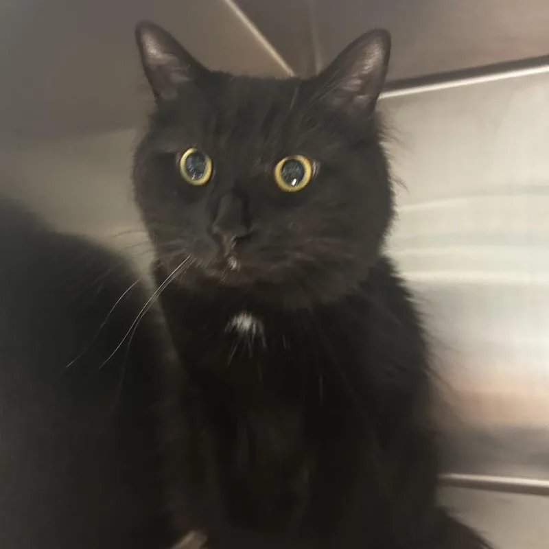 An adult large-sized male Black Domestic Long Hair cat named Soot for adoption in Chattanooga, TN