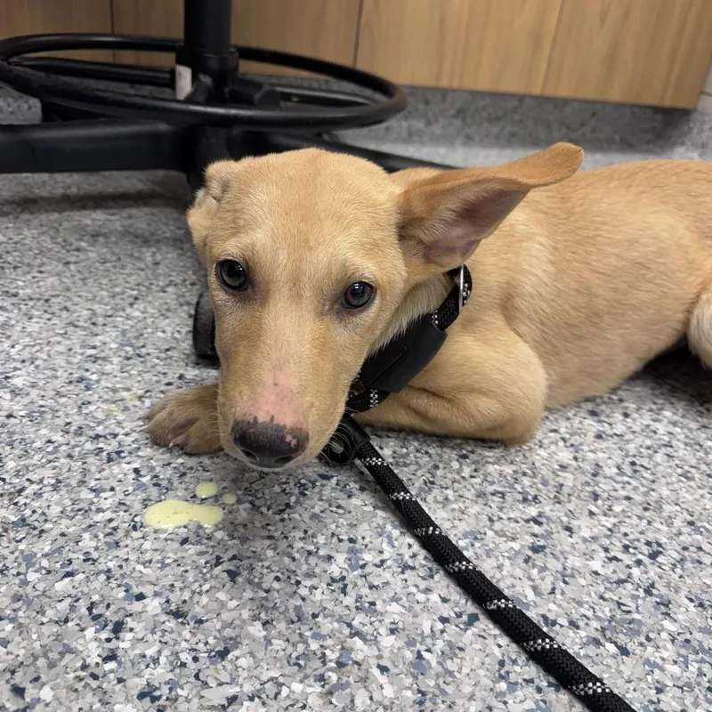 A baby small-sized male Yellow / Tan / Blond / Fawn Mixed Breed dog named Apollo for adoption in Matteson, IL