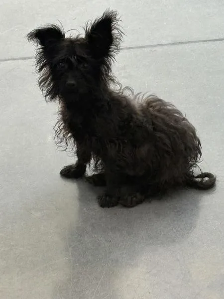 A baby small-sized male Fox Terrier dog named Pen Bones Mcgee for adoption in Lawrenceville, GA