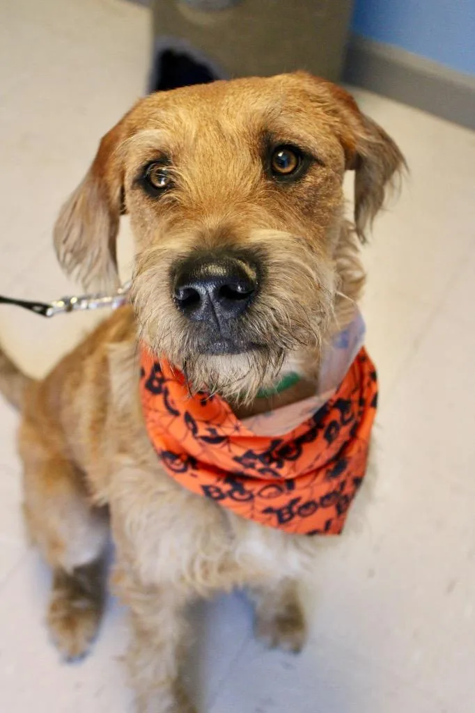 A baby medium-sized male Poodle dog named Teddy for adoption in Morgantown, KY