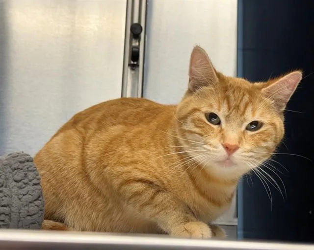Meowlissa