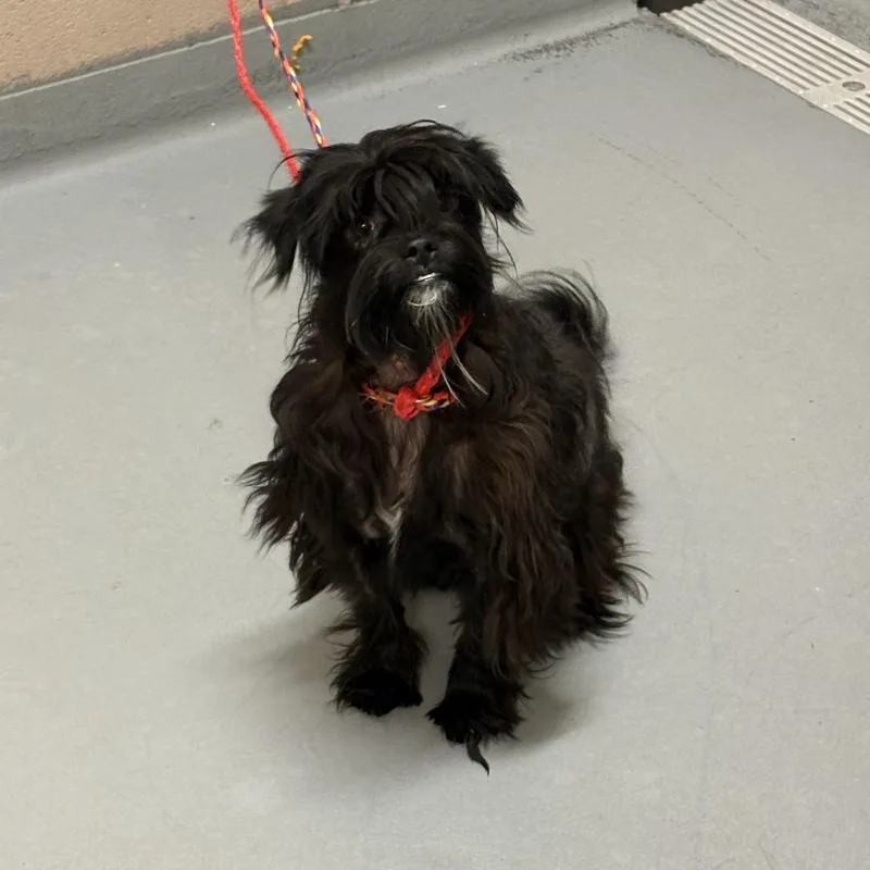 An adult small-sized male Black Terrier dog named Aria for adoption in Tacoma, WA
