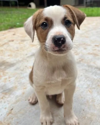 A baby medium-sized male Chihuahua dog named Tony Pepperoni for adoption in Malvern, PA