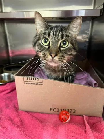 A senior medium-sized female Domestic Short Hair cat named Mika for adoption in Decatur, IL