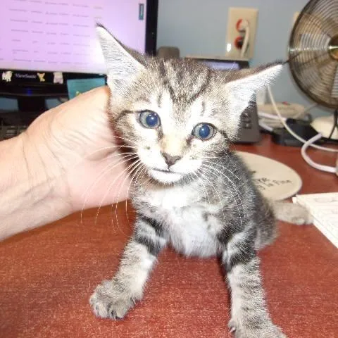 A baby small-sized female Gray / Blue / Silver Domestic Short Hair cat named Melinda for adoption in Milton, FL