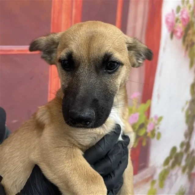 A baby small-sized male German Shepherd Dog dog named Skye for adoption in San Bernardino, CA
