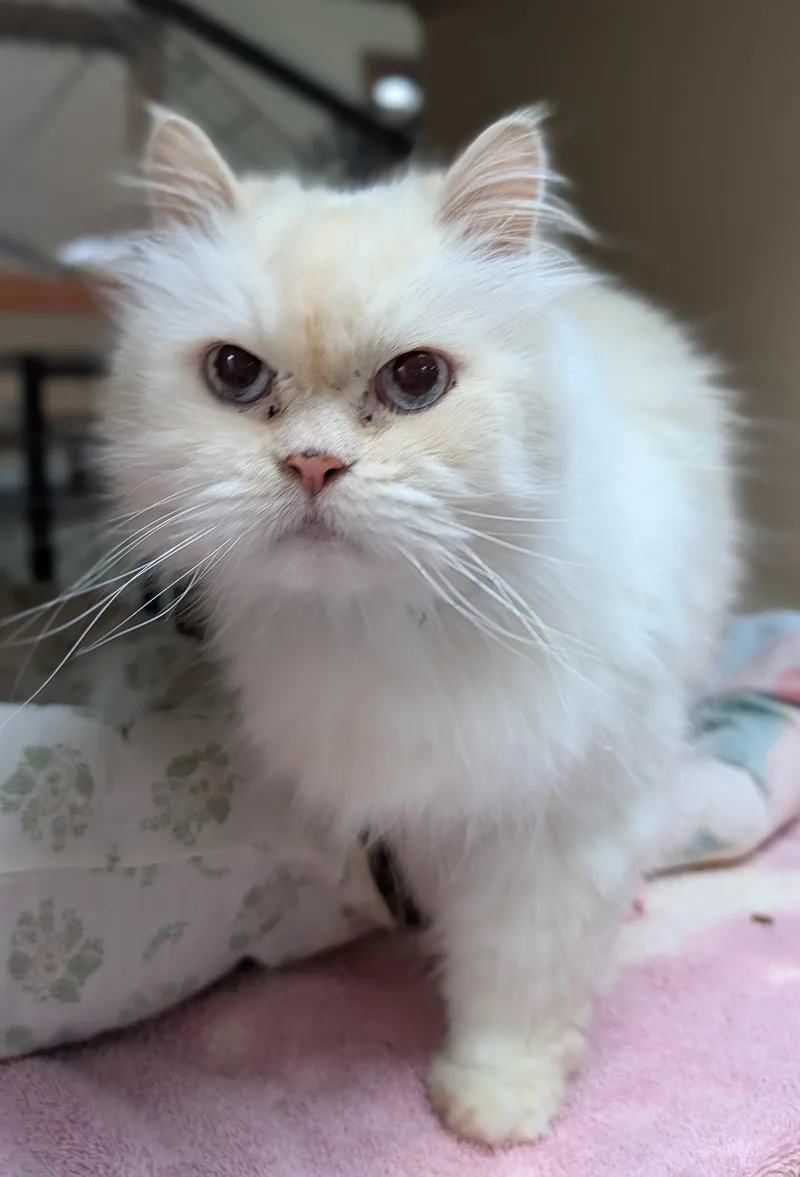 A senior large-sized male White Persian cat named Jerry for adoption in Decatur, IL