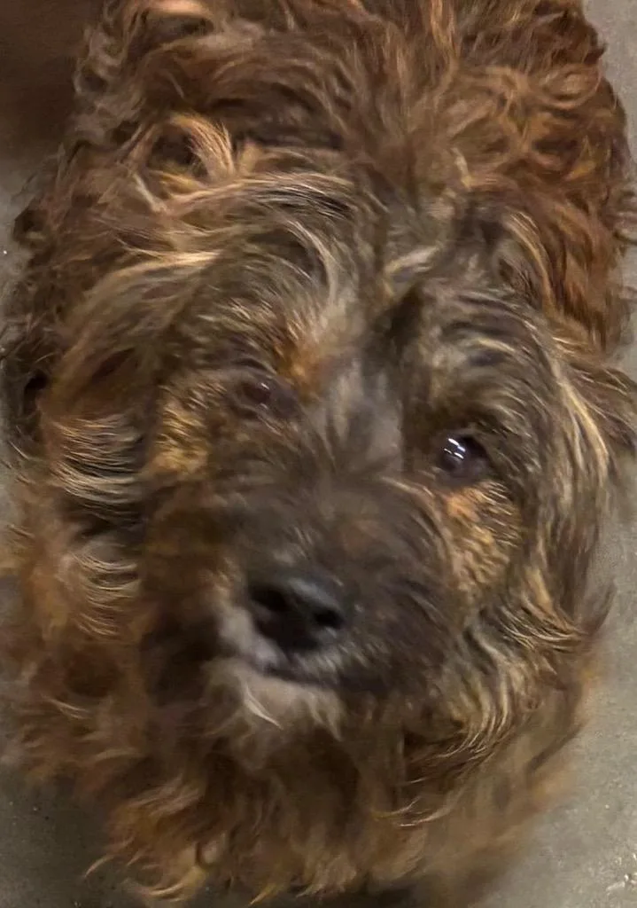 A young medium-sized male Cairn Terrier dog named Ruffles for adoption in Elizabethton, TN