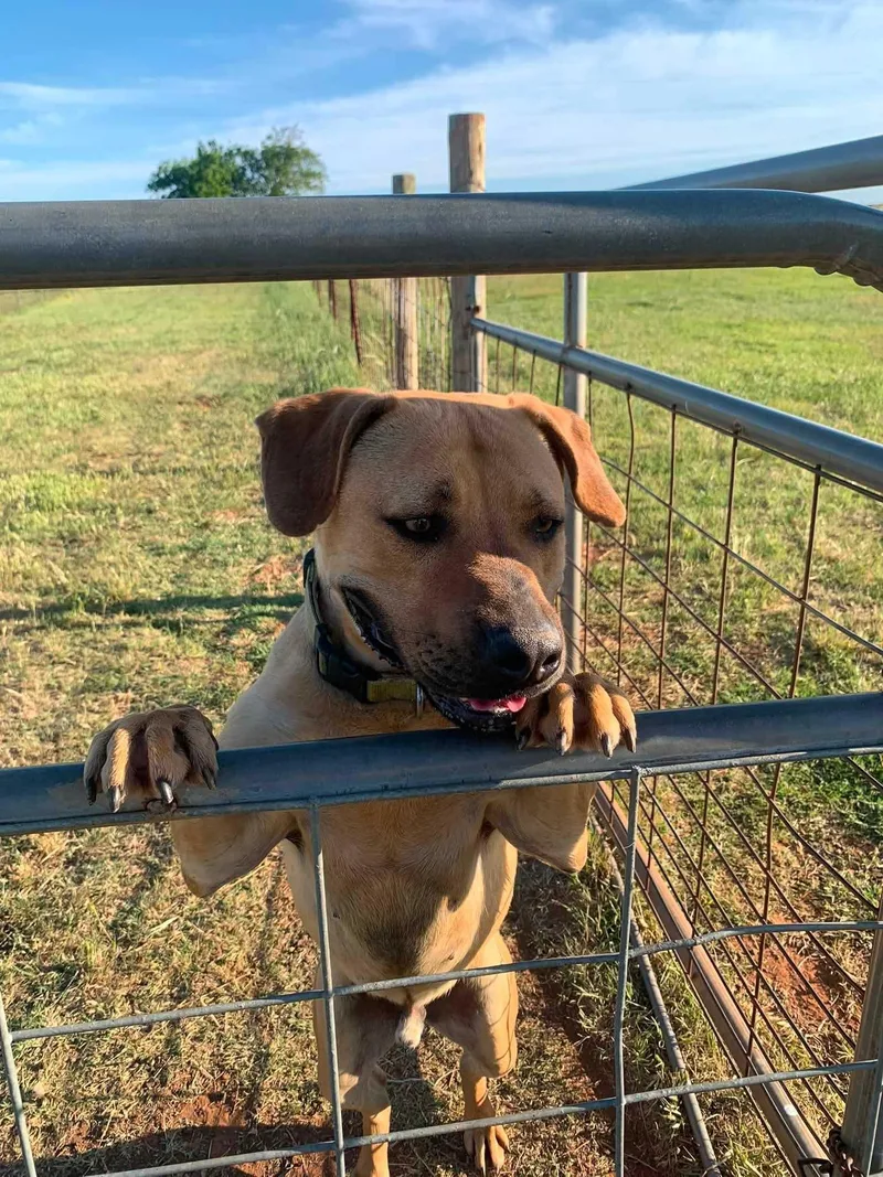 A young medium-sized male Yellow / Tan / Blond / Fawn Black Mouth Cur dog named Kody for adoption in Bar Nunn, WY