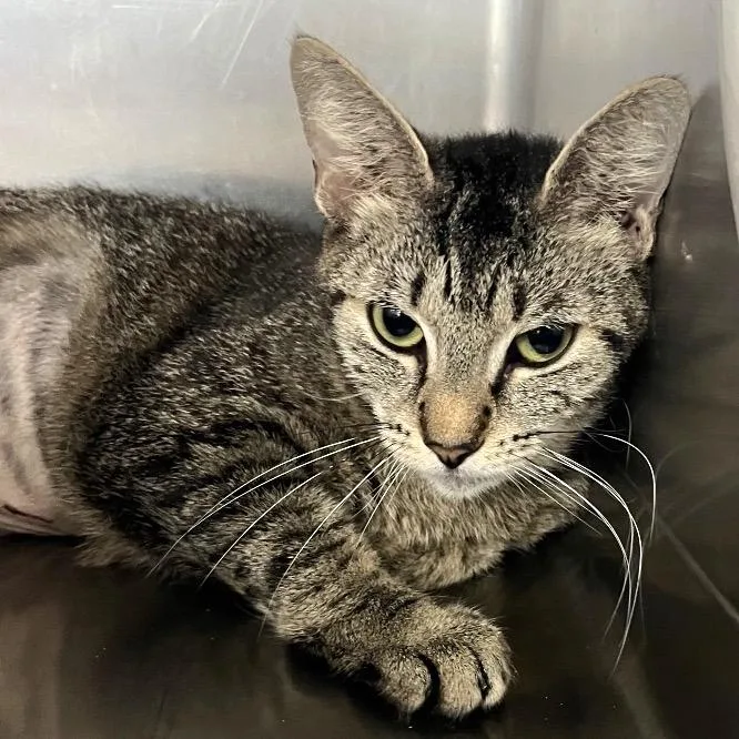 A young medium-sized female Brown / Chocolate Domestic Short Hair cat named Jazzy for adoption in Lakeland, FL