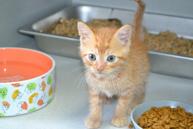 A baby small-sized male Orange / Red Domestic Short Hair cat named Jam for adoption in Jackson, LA