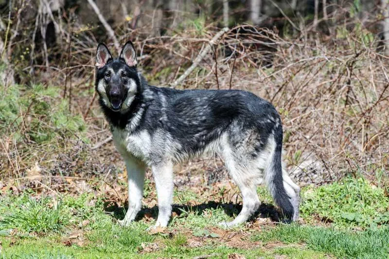 A young large-sized male Black German Shepherd Dog dog named Deke for adoption in Wayland, MA