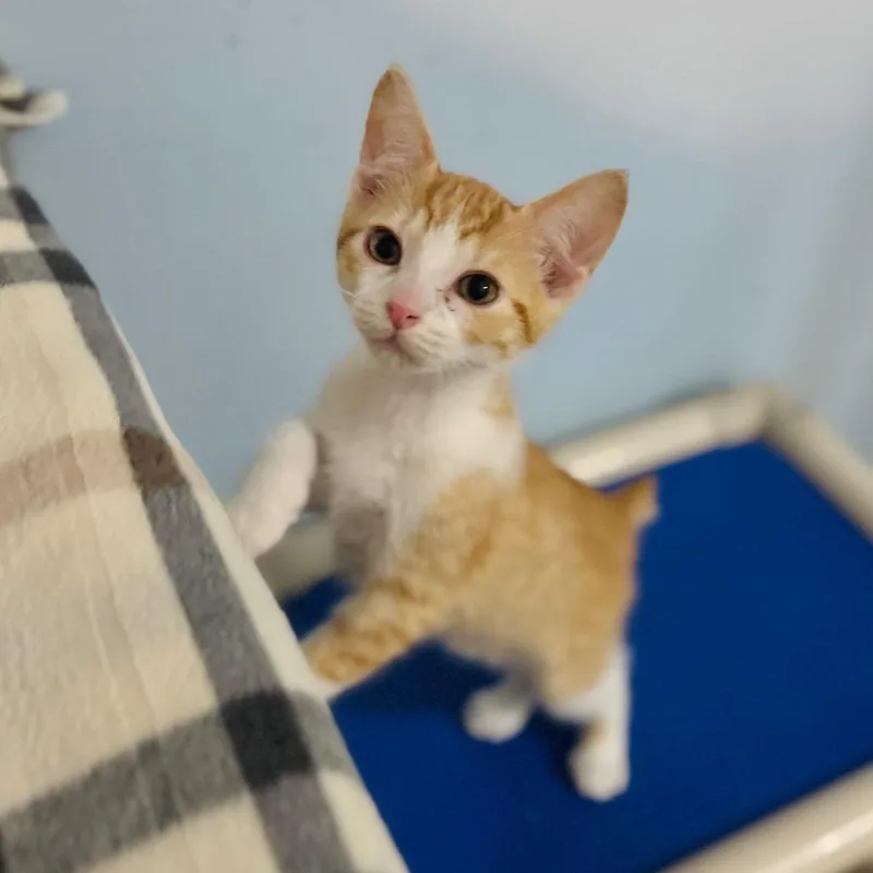 A baby small-sized male Orange / Red American Bobtail cat named Clawd for adoption in Brownsboro, AL