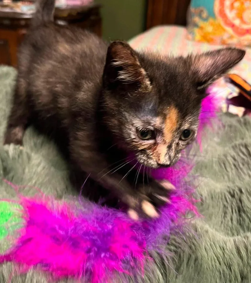Hershey thumbnail 2