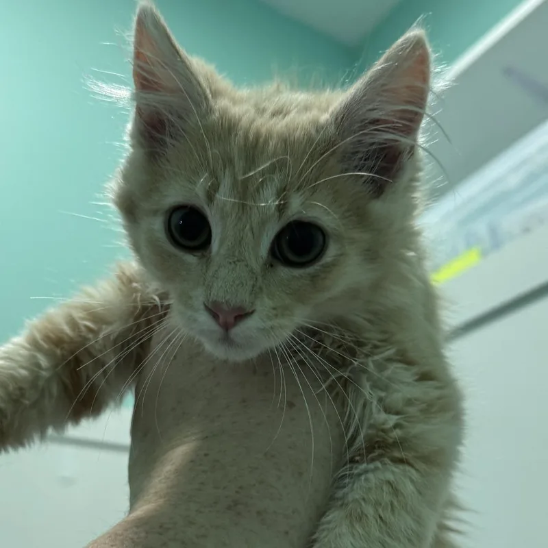 A baby small-sized male Orange / Red Domestic Long Hair cat named Parker for adoption in Marion, VA