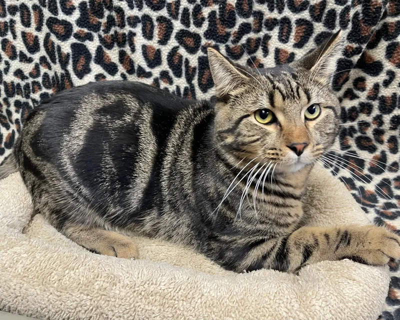 An adult medium-sized male Tabby (Brown / Chocolate) Domestic Short Hair cat named Slater for adoption in Edinburg, VA