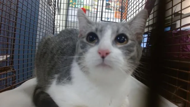 A baby small-sized female Domestic Short Hair cat named June for adoption in Miami, FL