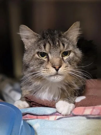 Soft Boiled Egg thumbnail 3