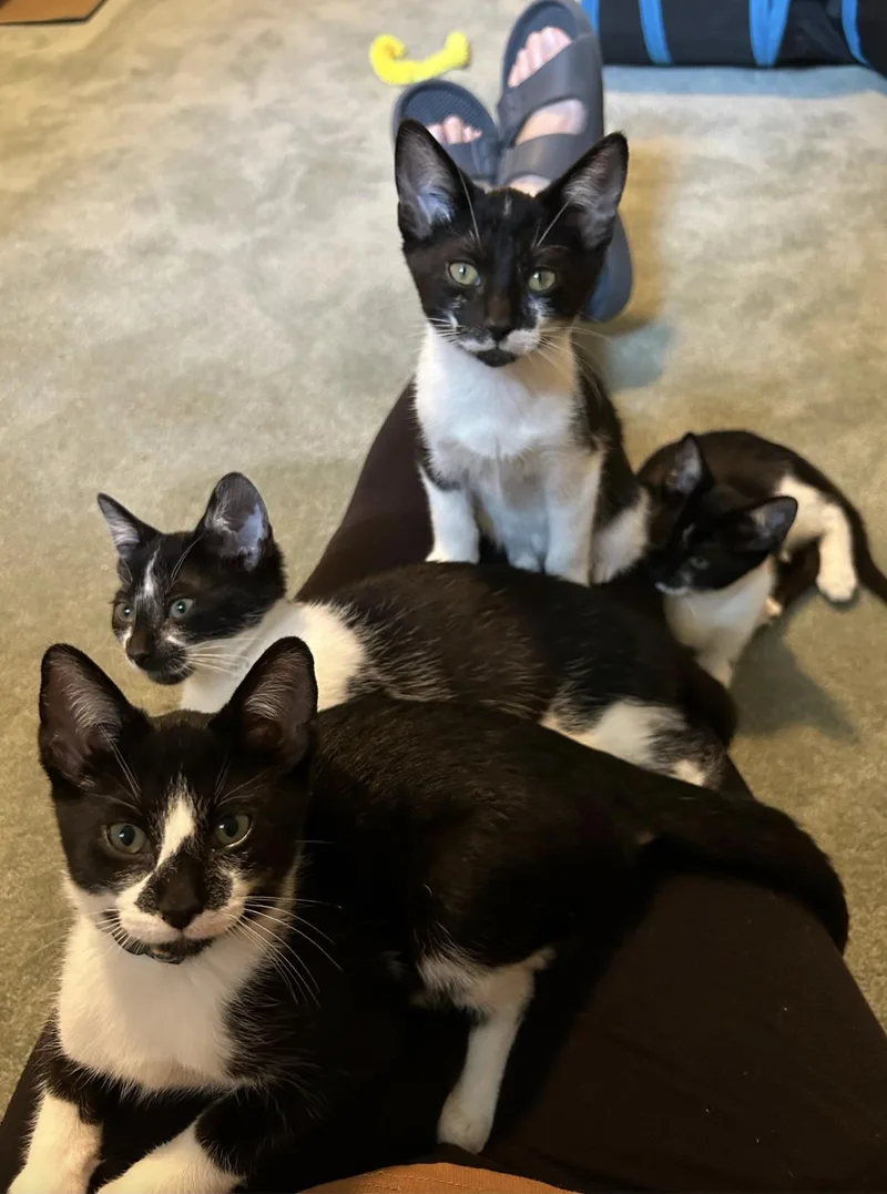 A baby medium-sized male Black & White / Tuxedo Domestic Short Hair cat named Angus for adoption in Wheaton, IL