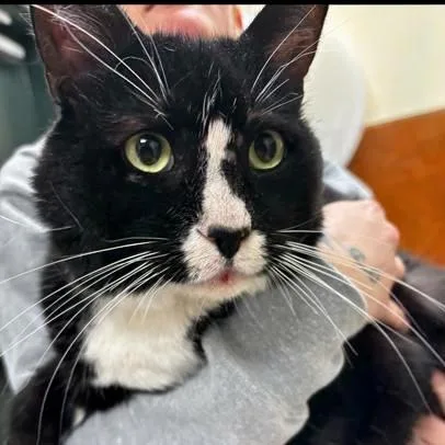 An adult small-sized male Domestic Short Hair cat named Richard for adoption in Burlington, WA