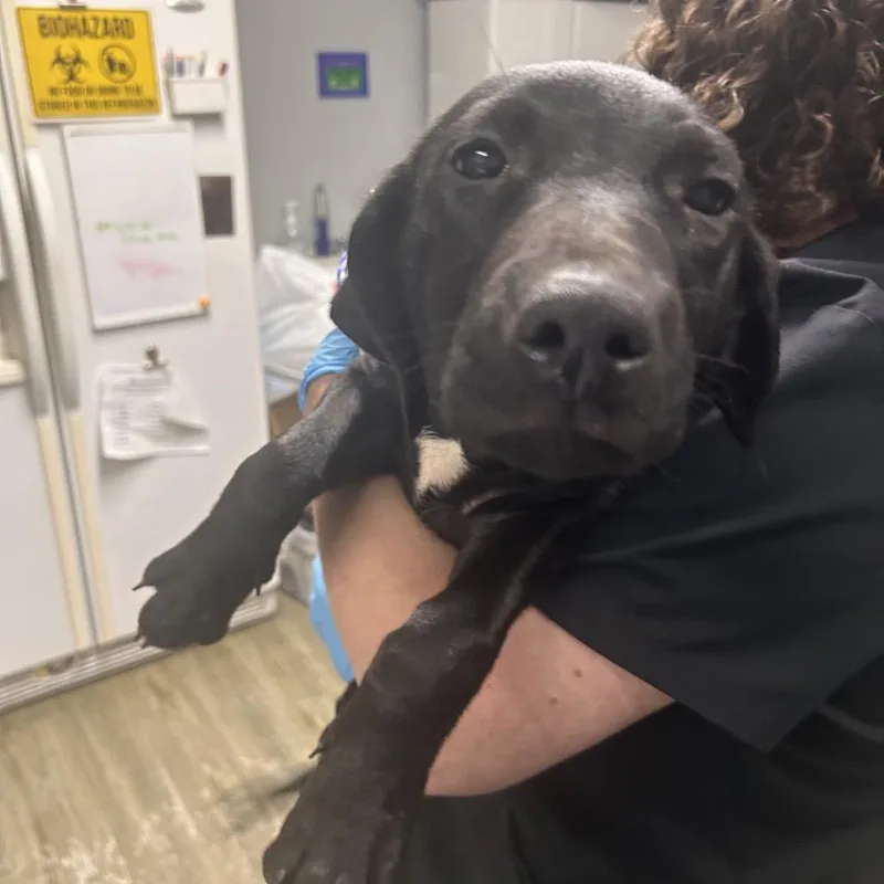 A baby medium-sized female Black Mixed Breed dog named Gabanna for adoption in Summerville, SC