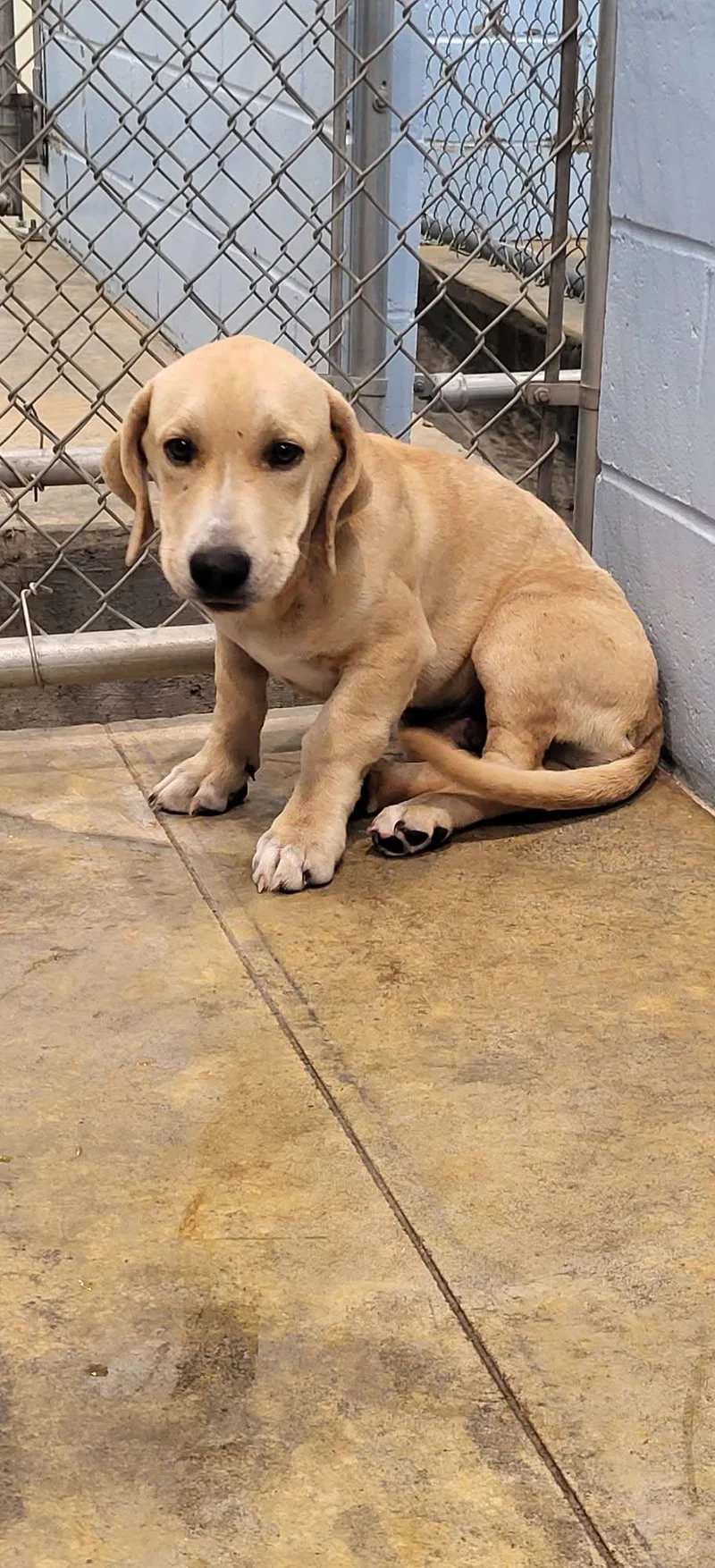 A baby medium-sized male Yellow / Tan / Blond / Fawn Basset Hound dog named Ranger for adoption in Marion, MS