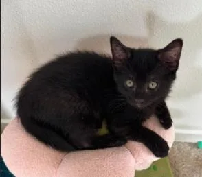 A baby medium-sized male Black Domestic Short Hair cat named Fritz for adoption in oceanside, CA