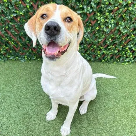 An adult large-sized female White / Cream Great Pyrenees dog named Dakota for adoption in West Palm Beach, FL