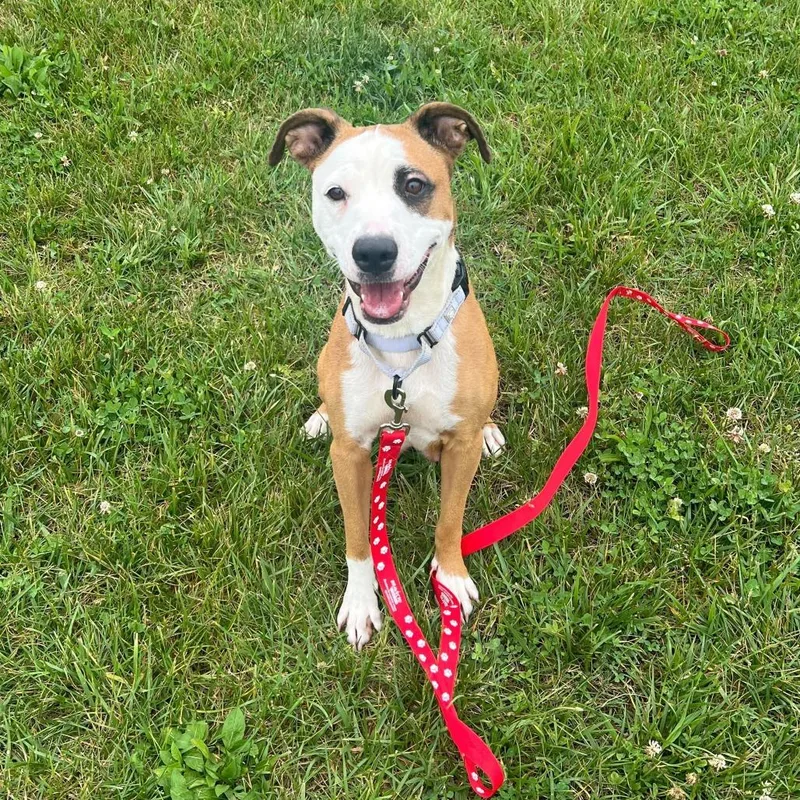 An adult medium-sized female Brown / Chocolate Mixed Breed dog named Hannah for adoption in Marshall, VA