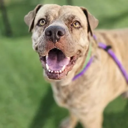 An adult large-sized female Mastiff dog named Lu Lu for adoption in Mesa, AZ