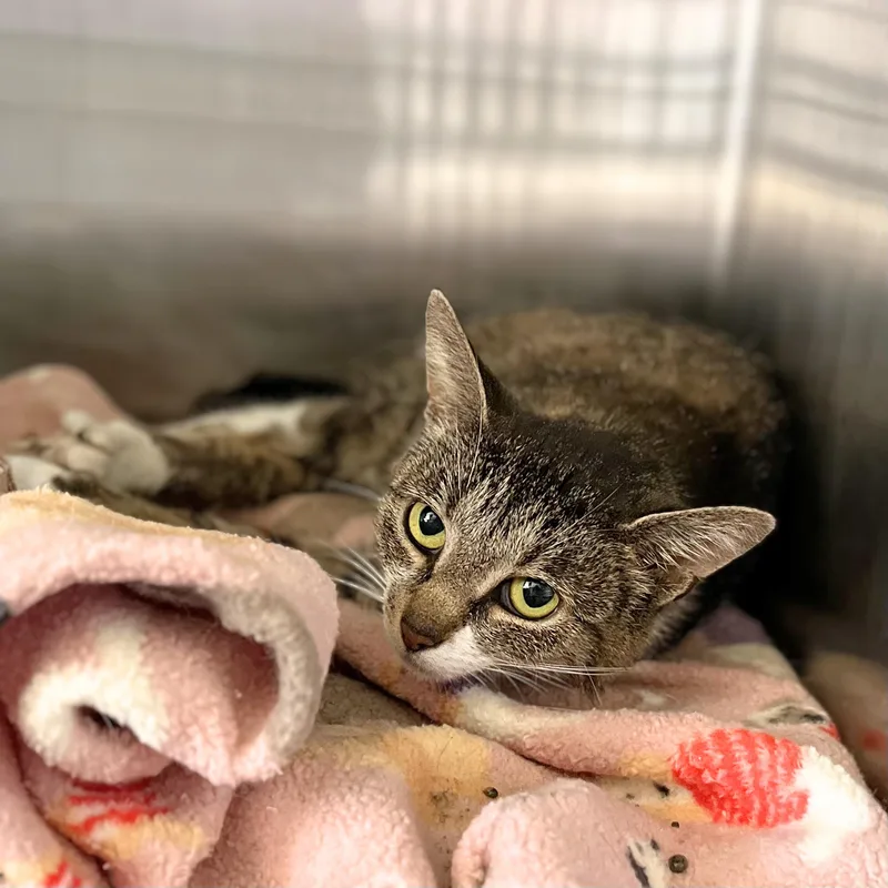 An adult medium-sized female Tabby (Brown / Chocolate) Domestic Short Hair cat named Cafe for adoption in Seville, OH
