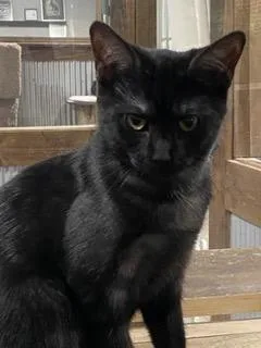 A young medium-sized male Smoke American Shorthair cat named Star for adoption in Fredericksburg, OH