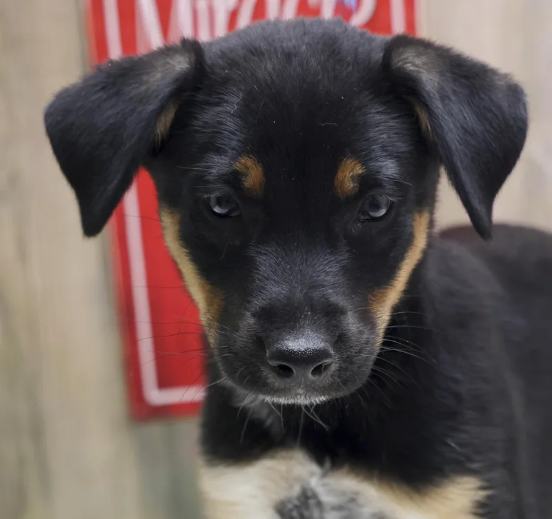 A baby medium-sized male Black Rottweiler dog named The Rottie Puppies  for adoption in Casa Grande, AZ