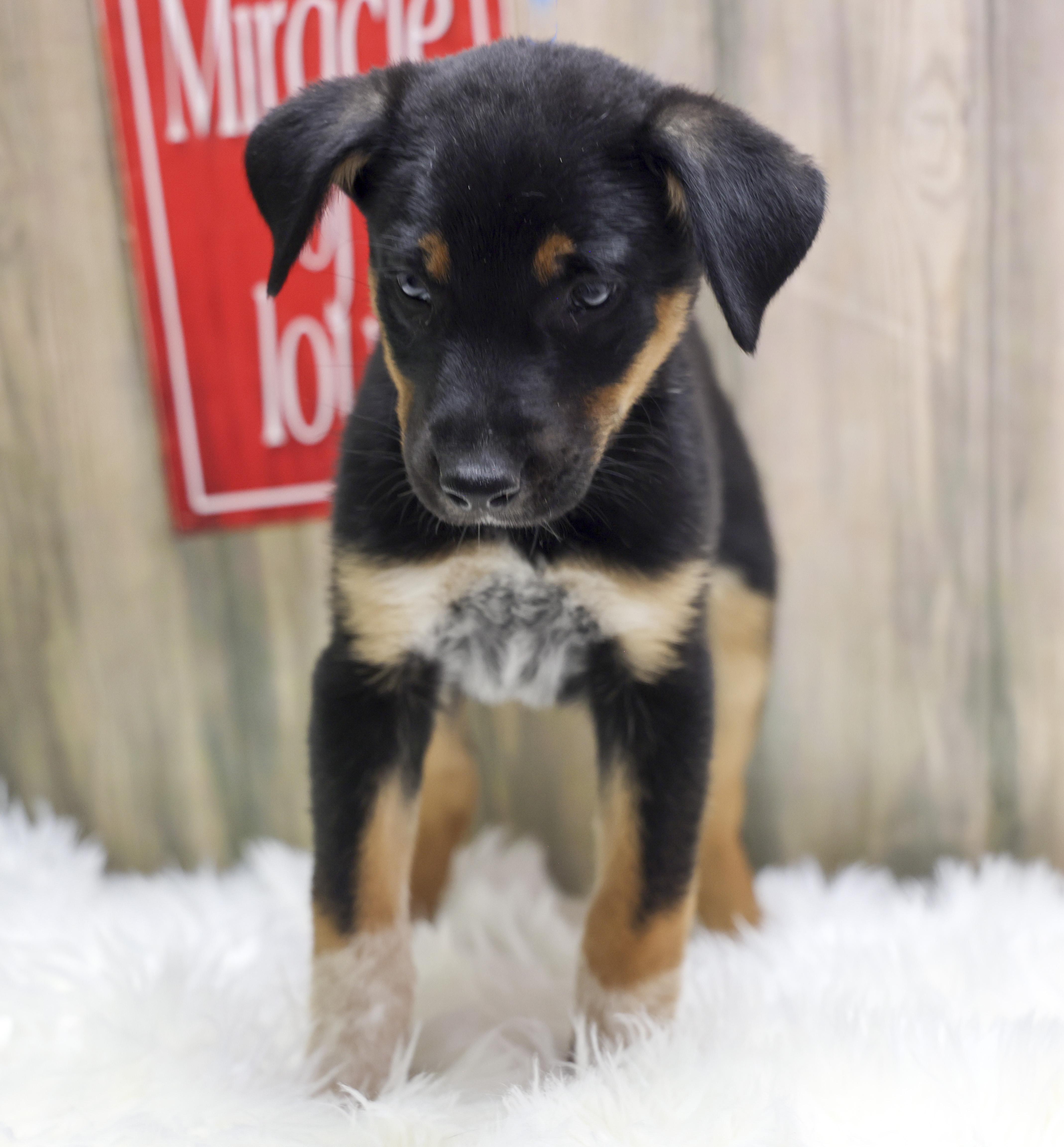 The Rottie Puppies  thumbnail 2