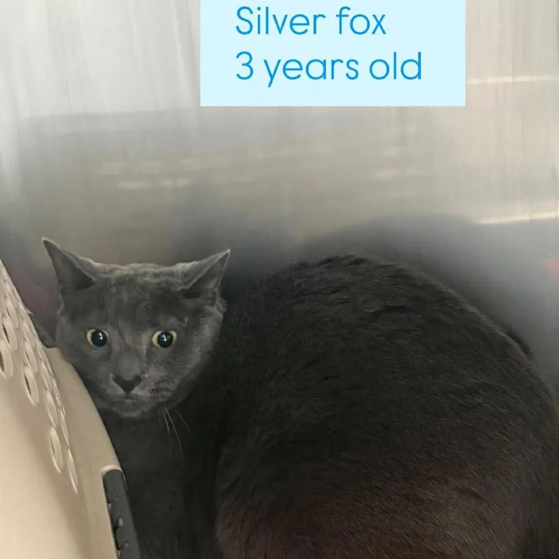 Silver Fox thumbnail 2