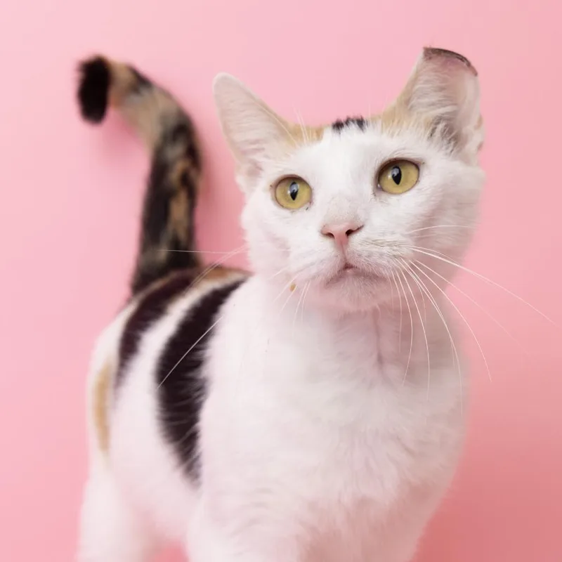 An adult medium-sized female Calico Domestic Short Hair cat named Crescent Roll for adoption in Franklin, TN
