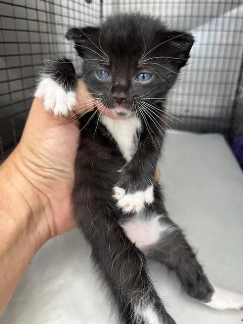A baby small-sized female Domestic Short Hair cat named Sly for adoption in Miami, FL