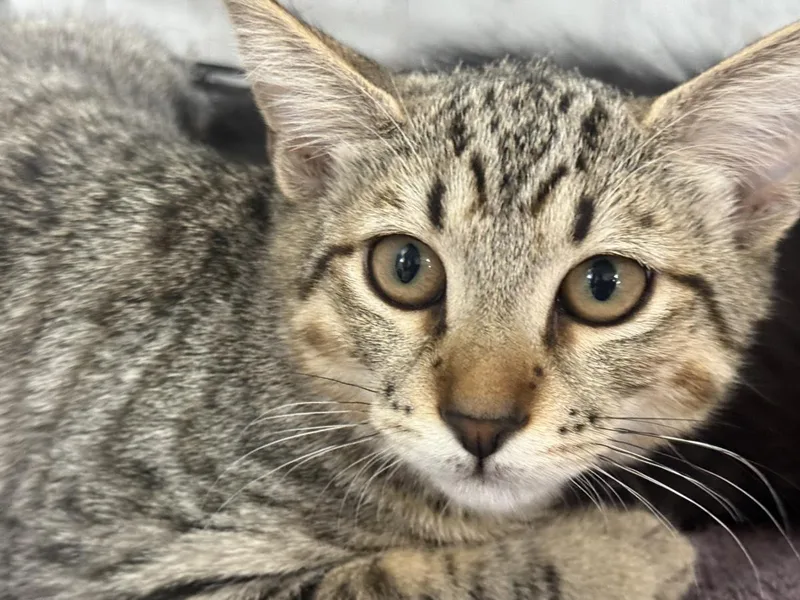 A baby small-sized male Brown / Chocolate Domestic Short Hair cat named Edmund Germann for adoption in Chandler, AZ