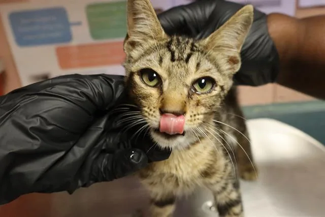 A baby small-sized male Domestic Short Hair cat named Ty for adoption in Columbia, SC