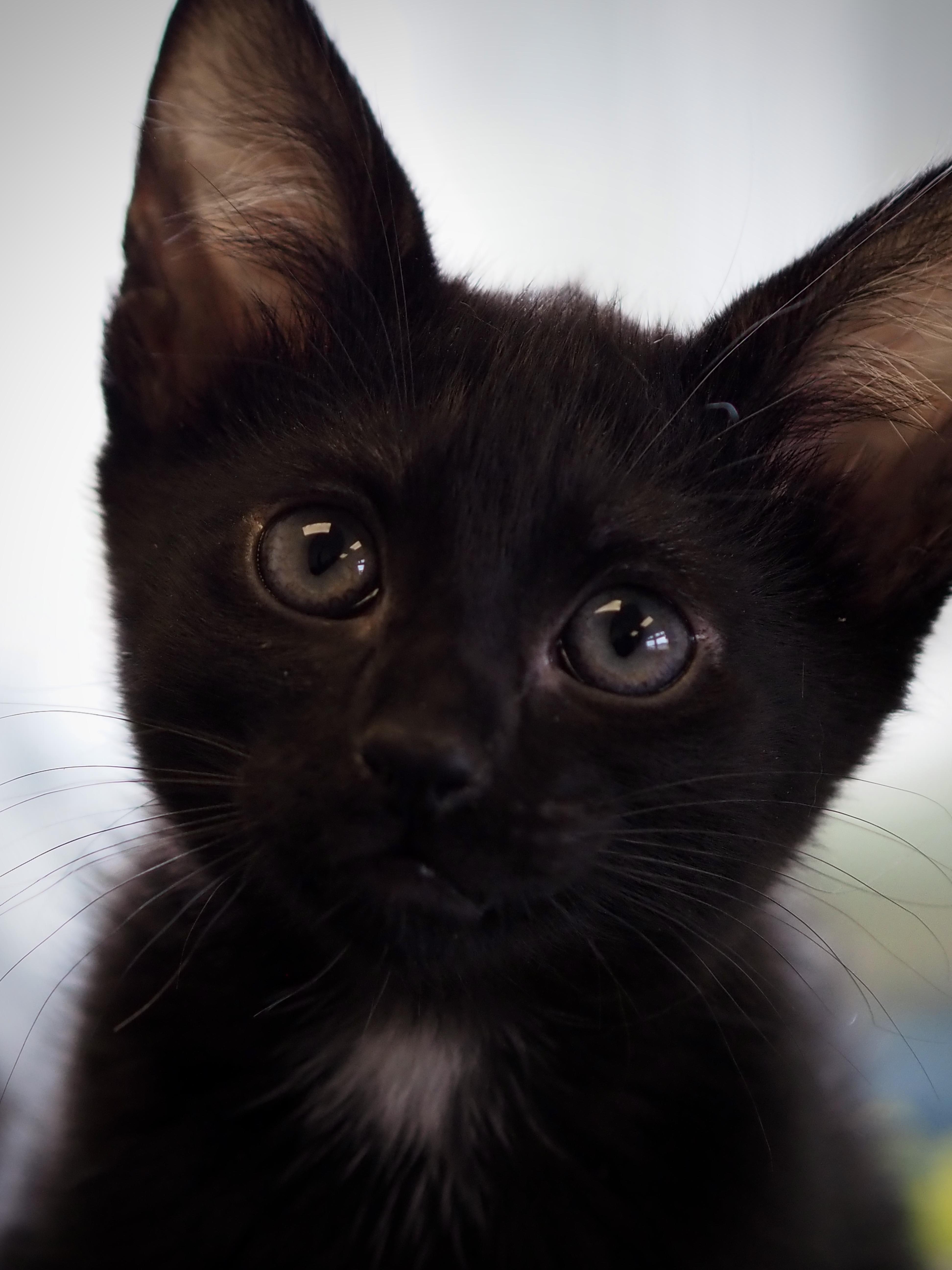 A baby medium-sized male Black Domestic Short Hair cat named Anubis for adoption in Buena Vista, CO
