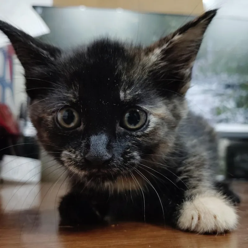 A baby small-sized female Tortoiseshell Domestic Short Hair cat named Avyanna for adoption in Valley, AL