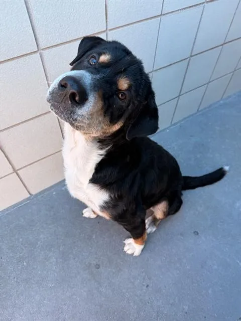 A young large-sized male Bernese Mountain Dog dog named Bernie for adoption in Corpus Christi, TX