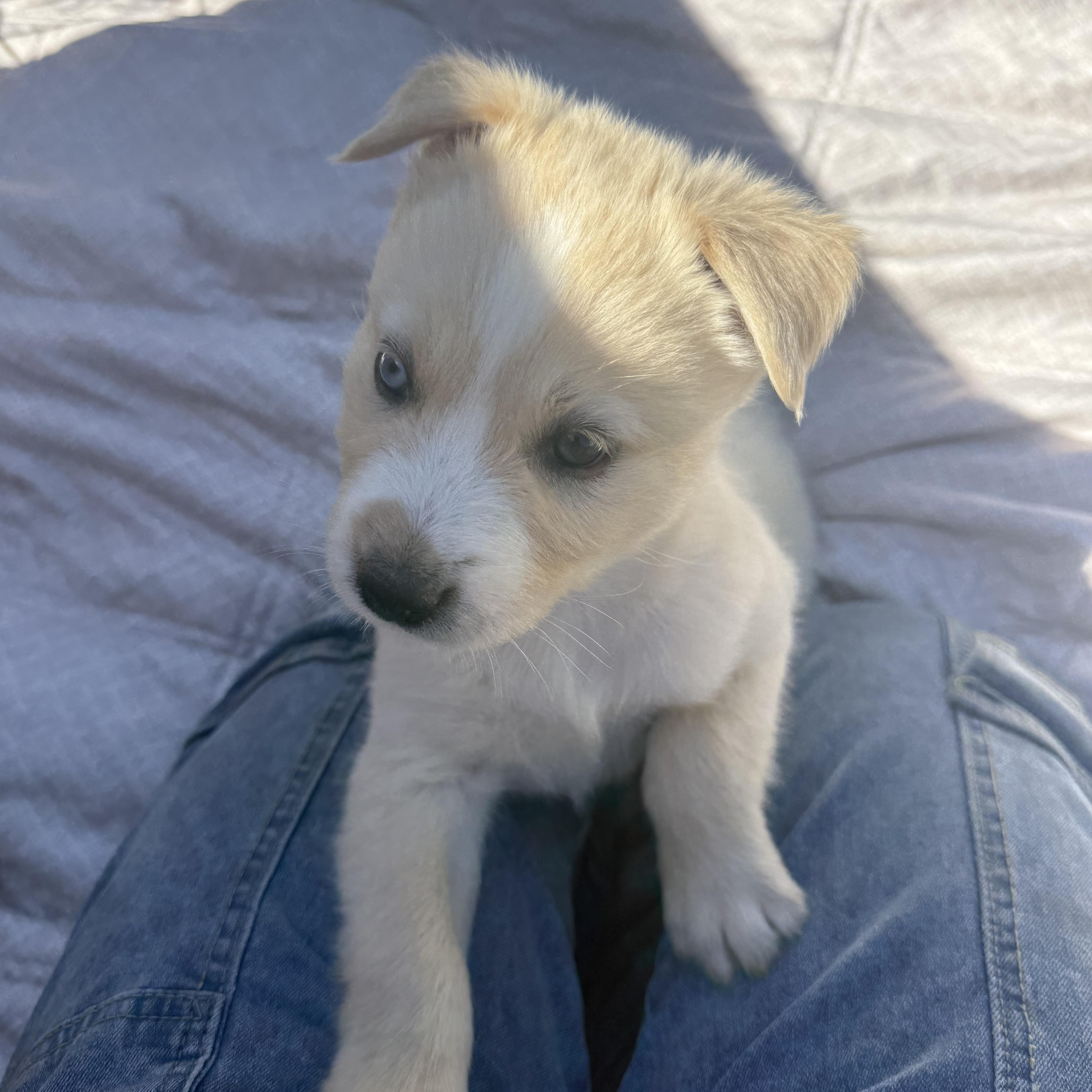 A baby medium-sized female White / Cream Terrier dog named Bunny for adoption in modesto, CA