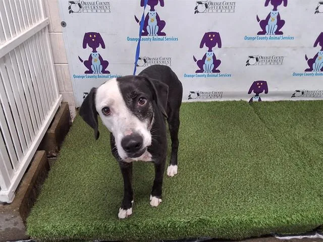 Max