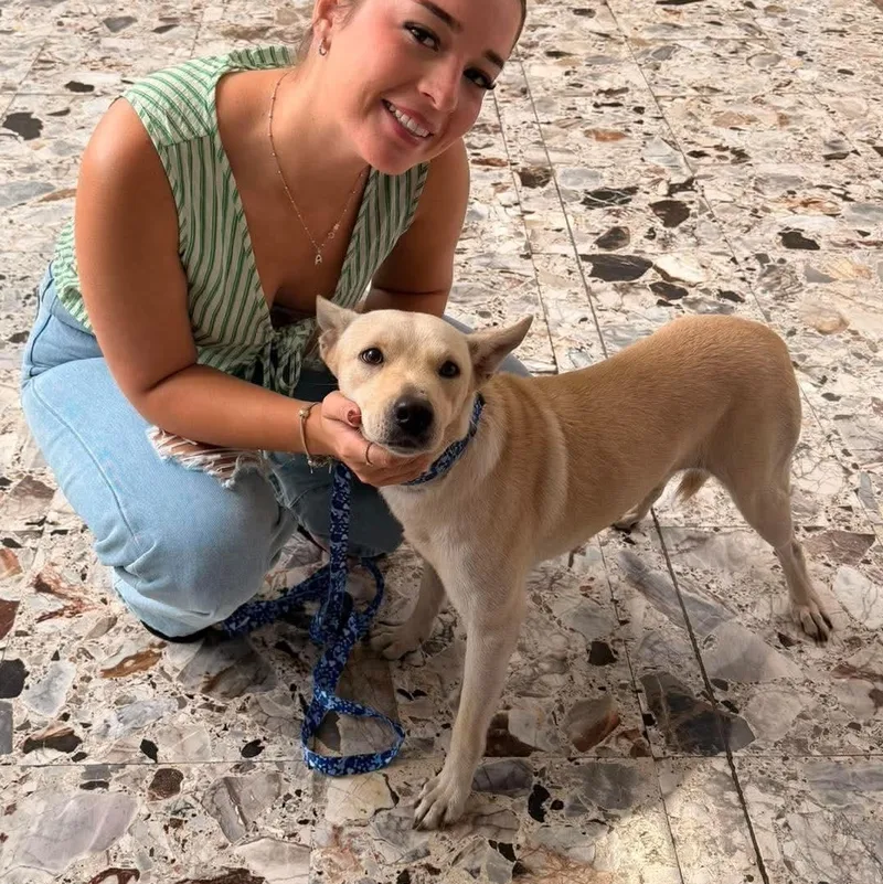 A young medium-sized female Mixed Breed dog named Shaggy for adoption in Rincon, PR