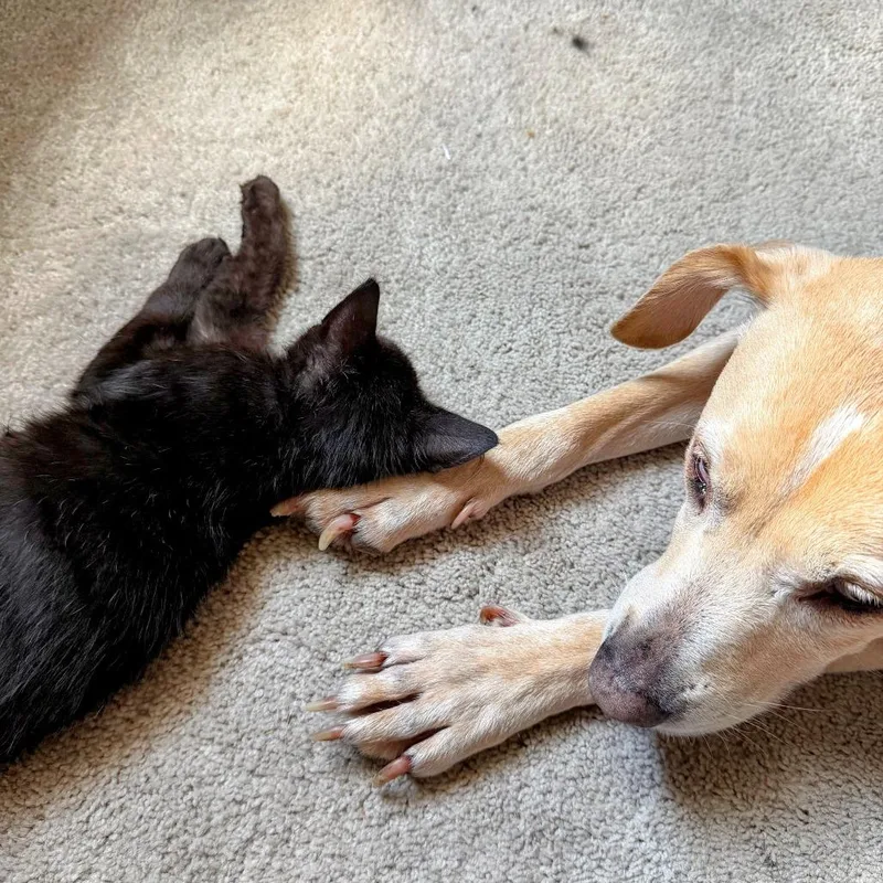 A baby small-sized male Black Domestic Short Hair cat named The Walnutty Professor for adoption in Boerne, TX