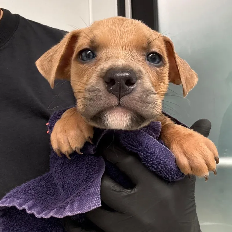 A baby small-sized male Brown / Chocolate Terrier dog named Kenny for adoption in Abilene, TX