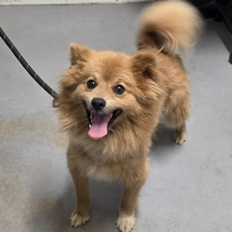 An adult small-sized male Yellow / Tan / Blond / Fawn Mixed Breed dog named Teddy for adoption in Troy, IL